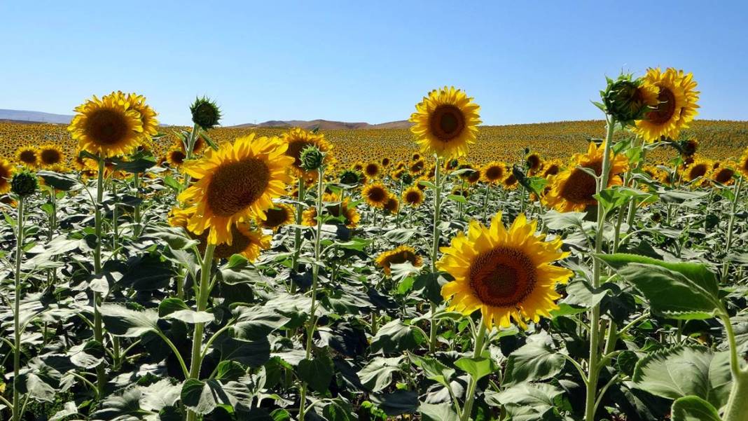 O kentle özdeşleşti: Yüzlerce aile için gelir kapısı! Yurt dışına da ihraç ediliyor 6